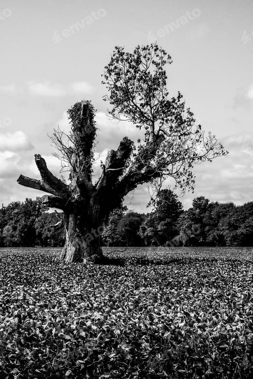 Preview: A Stubborn Tree Left For Dead In A Bean Patch With One Limb Growing New Branches And Vines Covering