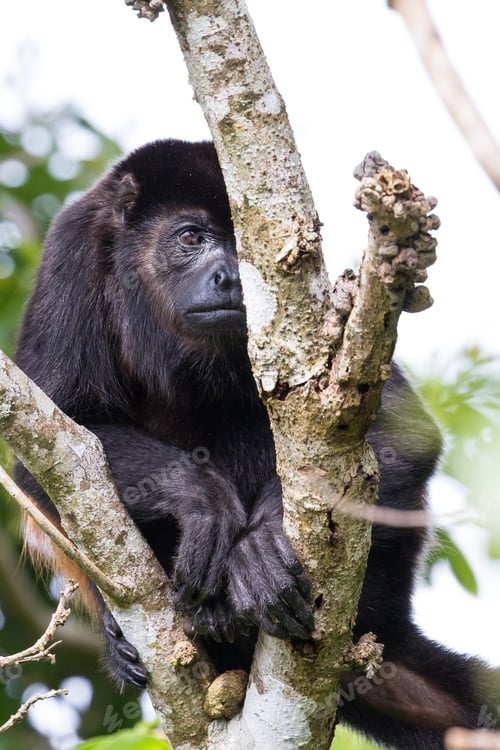Preview: Howler Monkey Up A Tree In Guanacaste Costa Rica