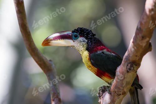 Preview: Close Up Of A Curl Crested Aracari, A Beautiful Bird Native To South America