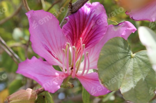 Preview: An Orchid Tree With Purple Flowers 5210