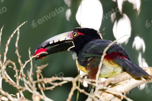 Preview: Closeup Of An Aracari Toucan In The Rain Forest Of Belize