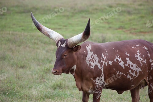 Preview: Ankole Longhorn Cow In A Field Of Grass