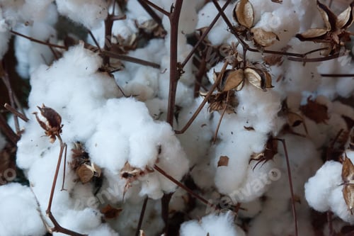 Preview: Cotton On A Plant