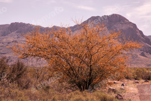 Preview: Tree Against Mountains Of The Desert