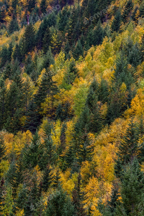 Preview: Golden Trees And Vegetation In High Contrast With Evergreens On A Hillside In Glacier National