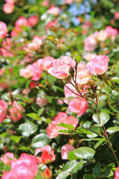 Preview: Rose Of Beauty - Garden And Flower Backgrounds - Bush Of Life And Color
