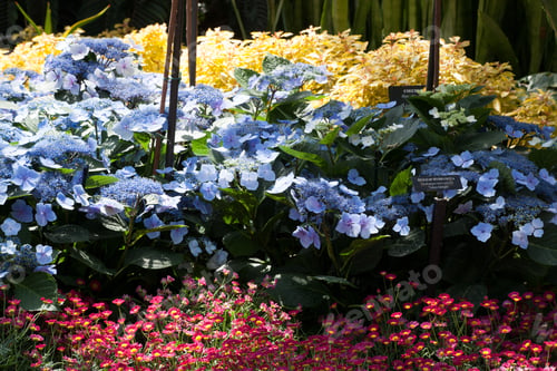 Preview: Garden With Yellow, Blue, And Red Flowers