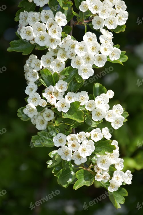 Preview: Flowering Apple Blossoms On An Apple Tree.