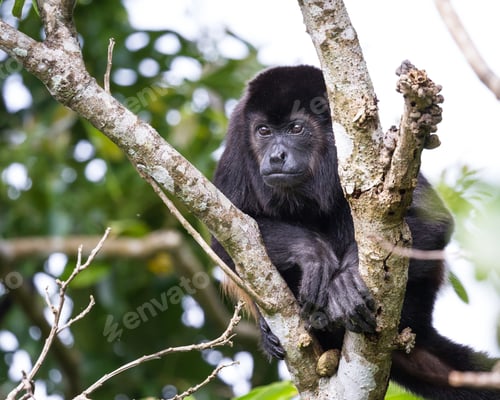Preview: Howler Monkey Up A Tree In Guanacaste Costa Rica