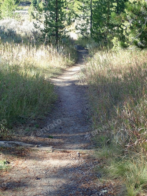 Preview: A Path Outdoors Through The Woods