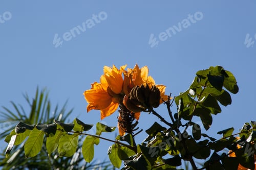 Preview: Orange Flowers Outdoors In The Sunshine