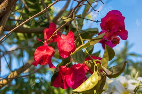Preview: Closer View Of Some Beautiful Red Bougainvilleas - Saquarema, Rio De Janeiro, Brazil