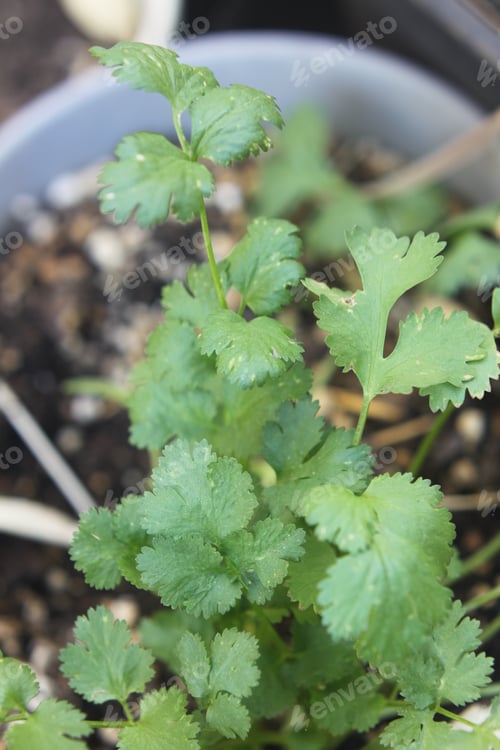 Preview: A Closeup Of A Cilantro Herb Plant With Curly Leaves 1794