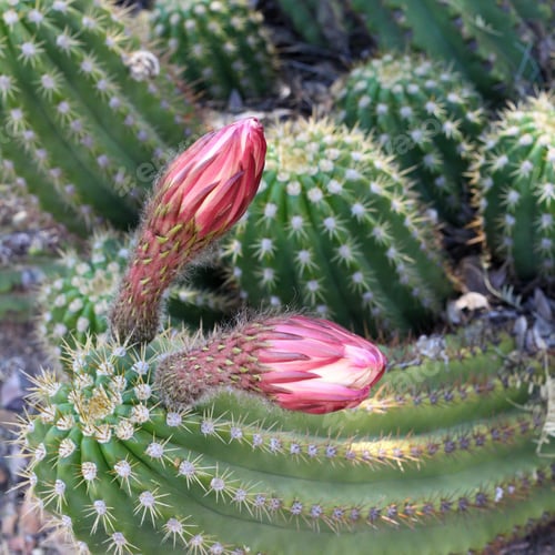 Preview: Cactus Blooms in Desert Landscape