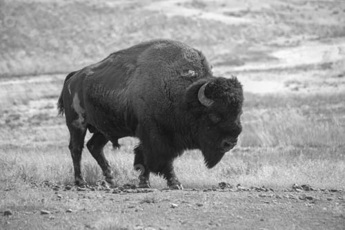 Preview: Buffalo Outdoors In Black And White