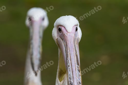 Preview: Close Up Of A Large Pelican In London Near The Duck Pond In St James'S Park