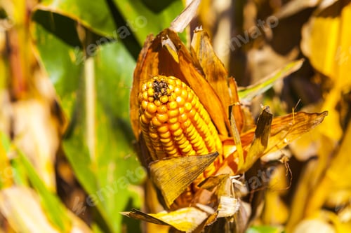 Preview: Corn Field