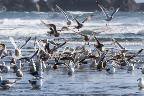 Preview: Large Colony Of Sea Gulls Enjoying A Sunny Day In Pebble Beach, Crescent City California As They