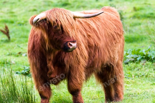 Preview: Young Highland Bull In Fresh Green Grass In The Scottish Highlands