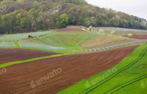 Preview: Pattern Of Rows Of Grape Vines In Vineyard In Castell Germany In Spring As The First Buds Appear On