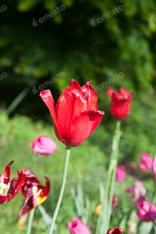 Preview: Red Tulip Outdoors In The Sunshine