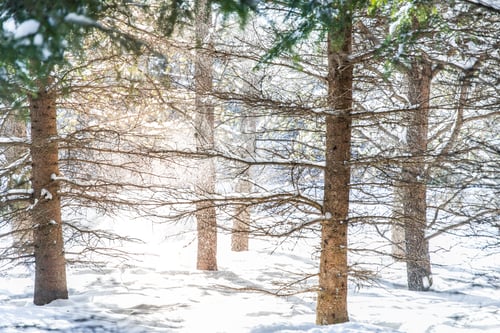 Preview: Landscape Photo Of A Wintry Forest Covered In Snow With Light Peaking Through Black Spruce'S