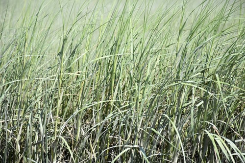Preview: Marshland Fillded With Grass Reeds In The Springtime.