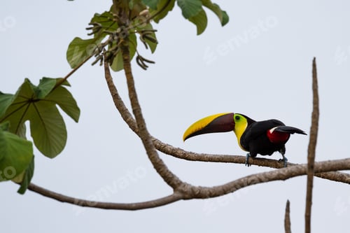 Preview: Wild Chestnut Mandibles Toucan Perched On A Tree Branch In The Costa Rica South Pacific