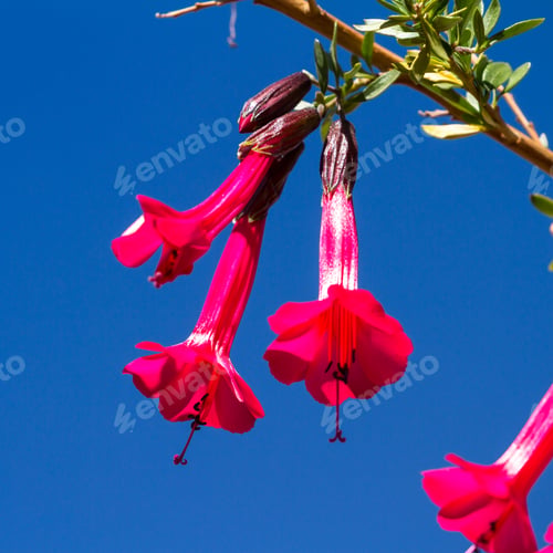Preview: The Cantuta, The Sacred Flower Of The Incas And National Flower Of Peru Shot Outdoors In Sunny