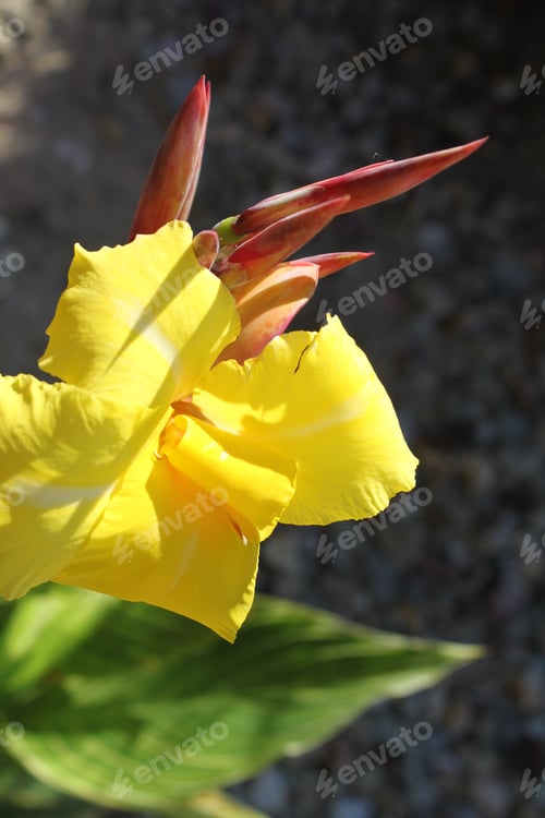 Preview: A Lemon Punch Canna Lily Plant With Saffron Flowers 5648