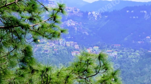 Preview: Green Tree Overlooking Shimla, India