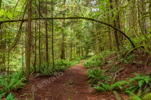Preview: View At Trail In Park In Vancouver, Canada.