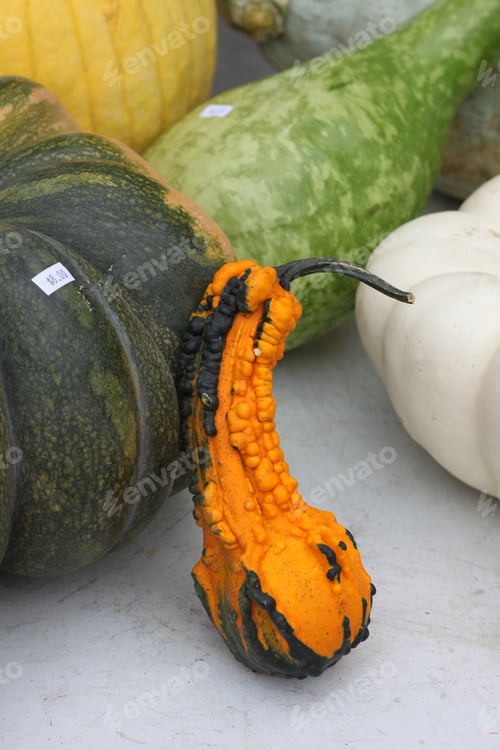 Preview: A Festive Autumn Market Display Of Multicolor Squash And Pumpkins. 2867