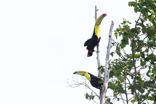 Preview: Two Keel Billed Tucans Perched On A Tree In The Rainforest Of Costa Rica