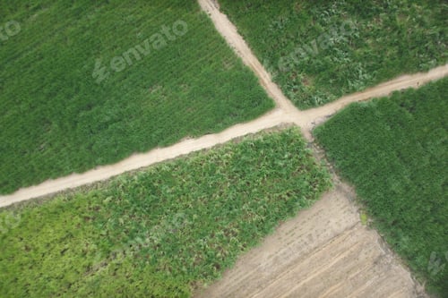 Preview: Aerial View Of Farm. Sugar Cane Agriculture.