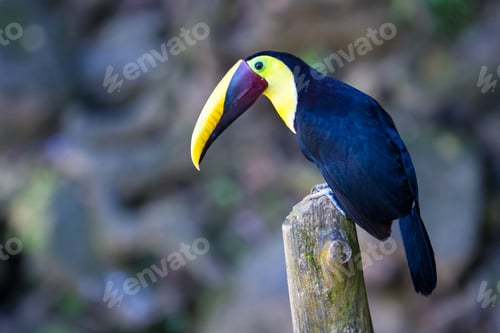 Preview: Close Up Of A Chestnut Mandibled Toucan In Tropical Costa Rica