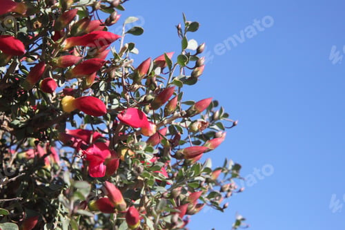 Preview: A Desert Penstemon Bush With Bright Pink Flowers 6526