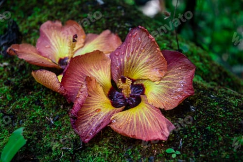 Preview: Beautiful Hawaiian Hibiscus Isolated On A Green Rock. Yellow In The Center And Pink On The Edges Of