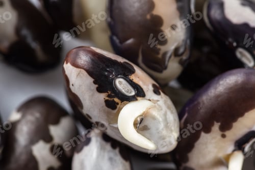 Preview: Close Up Of A Group Of Raw Sprouted Orca Beans