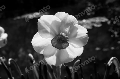Preview: Daffodil In White And Orange