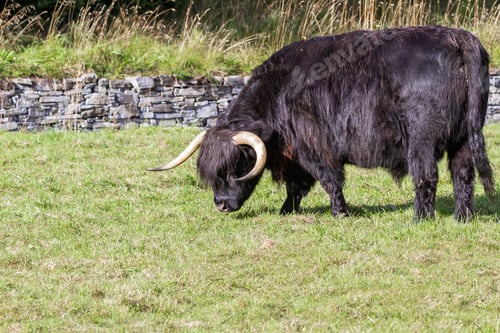 Preview: Close Up Of An Adult Highland Cow In A Field With Fresh Green Grass Late Summer In The Scottish