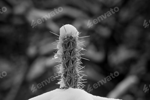 Preview: Cactus With Snow In Black And White