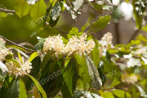 Preview: Lovely White Flowers Outside