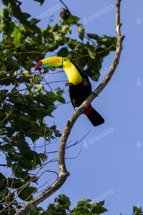 Preview: Keel Billed Toucan Perched On A Tree In The Tropical Rainforest Of Costa Rica