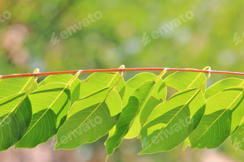 Preview: Green Leaf Arrangement - Nature Background - Colors Of Life