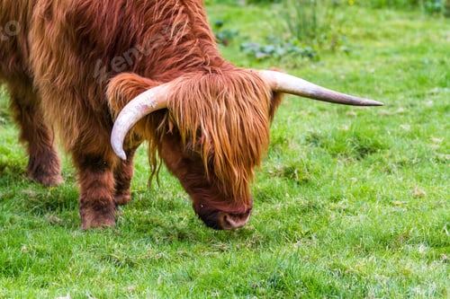 Preview: Young Highland Bull In Fresh Green Grass In The Scottish Highlands