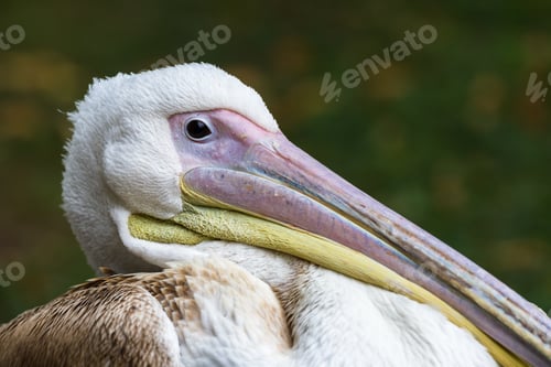 Preview: Close Up Of A Large Pelican In London Near The Duck Pond In St James'S Park