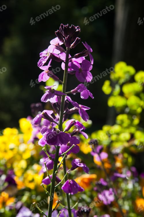 Preview: Purple Flowers In The Sunshine