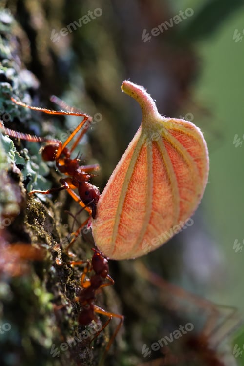 Preview: Macro Image Of A Red Leaf Cutter Ant In Costa Rica Carrying Away A Piece Of Leaf On A Natural