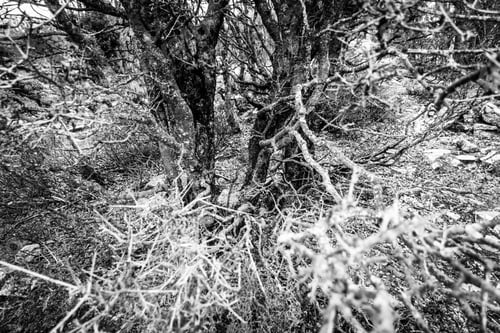 Preview: High Angle View Of Bare Tree In Forest